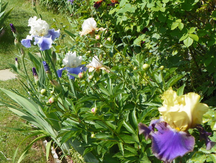 24 mai 016