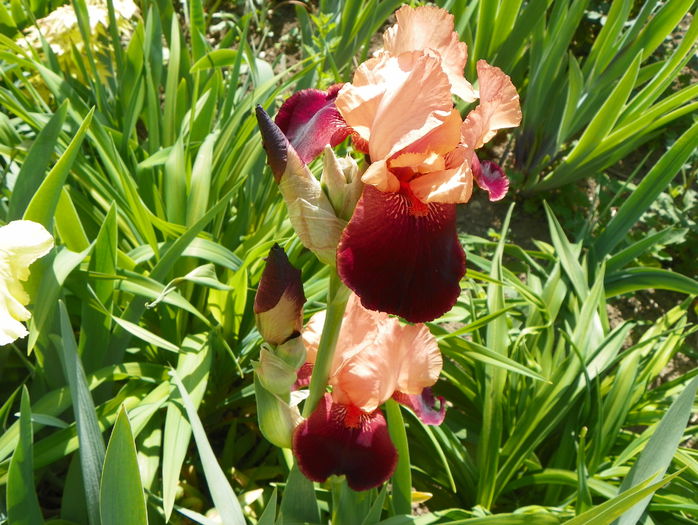 Cimarron Strip