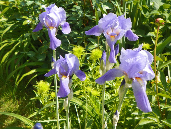 iris pallida aureovariegata