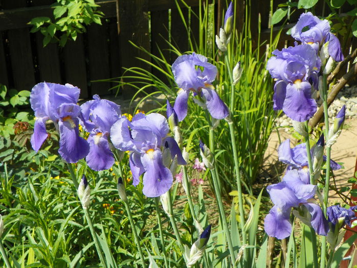 iris pallida