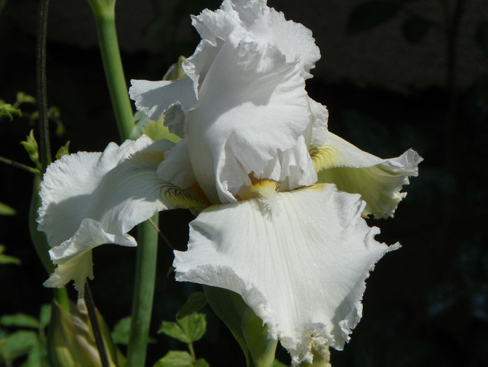 Laced Cotton