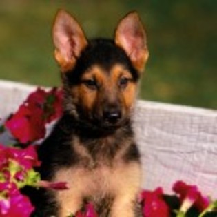 wallpaper_catel-lup-150x150