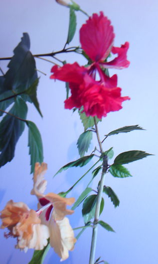 2015-05-24 08.29.27 - HIBISCUS 2015