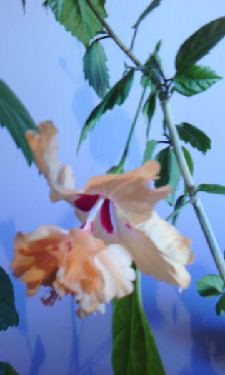 2015-05-24 08.29.37 - HIBISCUS 2015