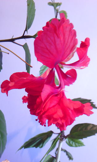 2015-05-24 08.29.46 - HIBISCUS 2015