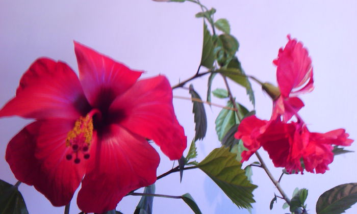 2015-05-24 08.30.51 - HIBISCUS 2015