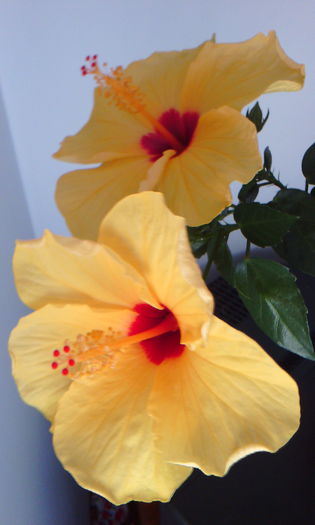 2015-05-24 08.48.51 - HIBISCUS 2015
