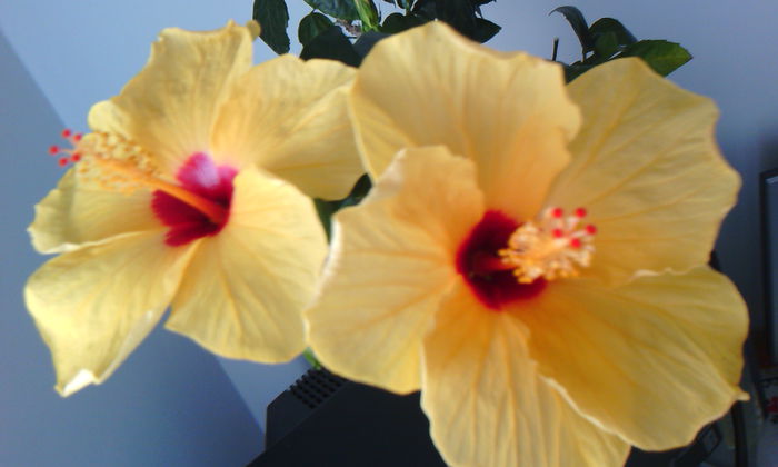 2015-05-24 08.49.14 - HIBISCUS 2015