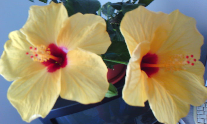 2015-05-24 08.49.47 - HIBISCUS 2015