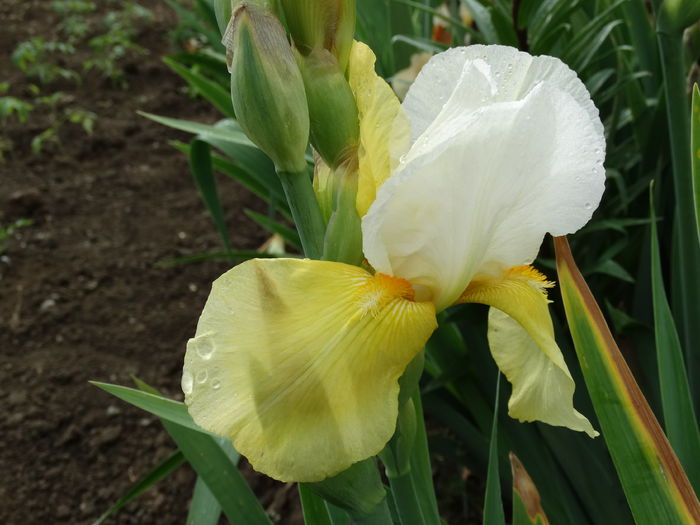 DSC00787 - Irisi 2015-2016-2017-2018