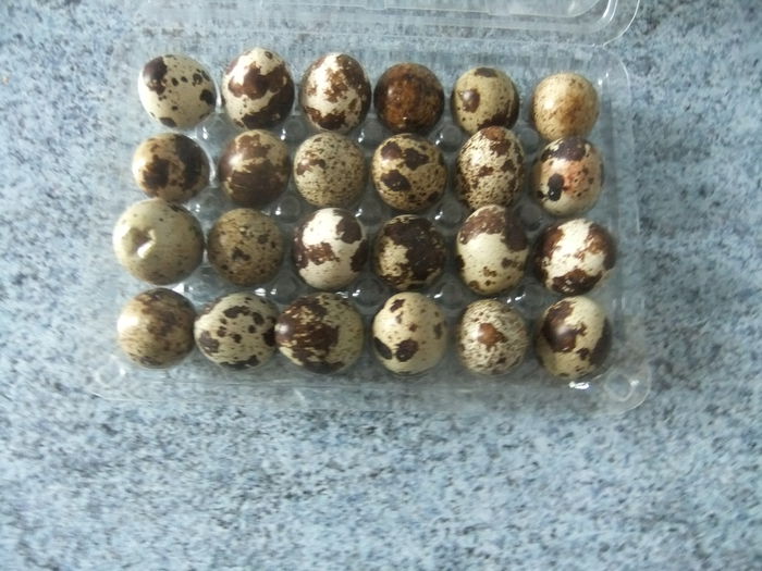 DSCF9421 - pui de prepelita