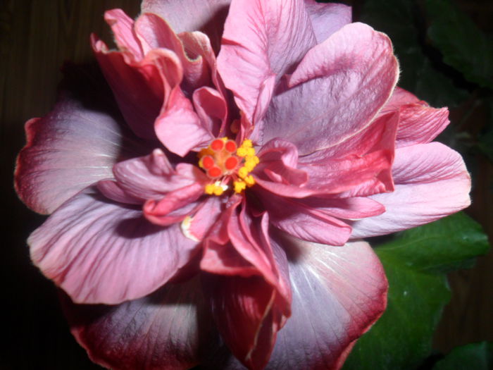 SAM_5297 - key west thunderhead