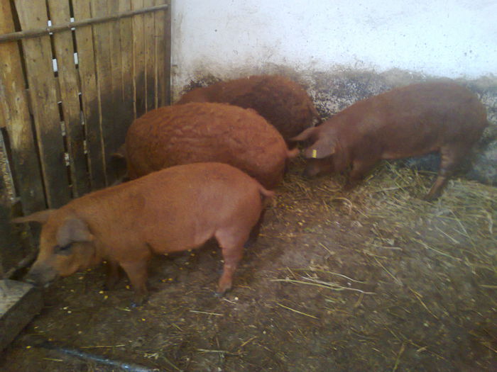 010 - porci mangalita 2 luni si jumatate