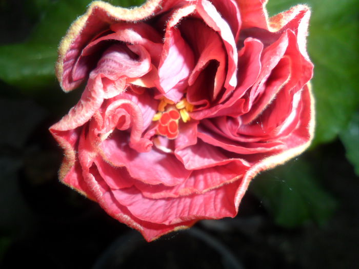 SAM_5280 - hibiscusi 2015-2