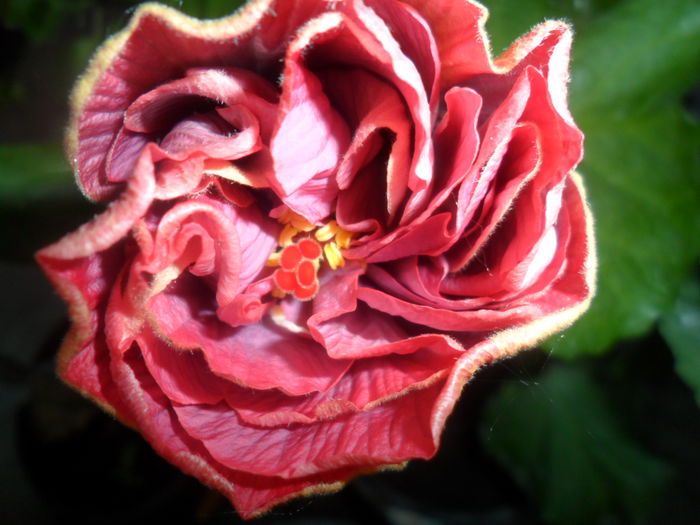 SAM_5281 - hibiscusi 2015-2