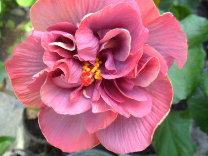 SAM_5282 - hibiscusi 2015-2