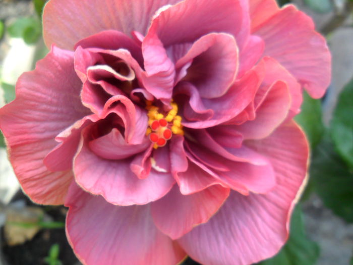 SAM_5285 - hibiscusi 2015-2