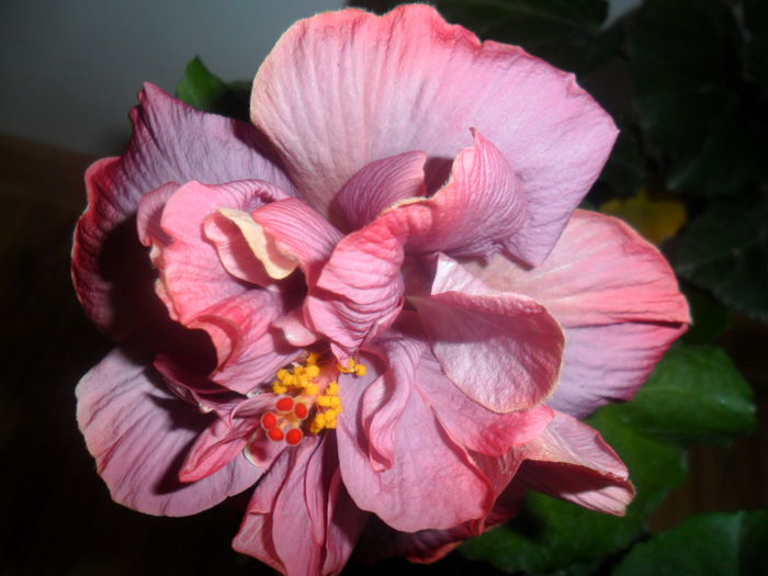 SAM_5286 - hibiscusi 2015-2