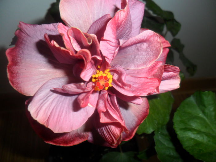 SAM_5287 - hibiscusi 2015-2