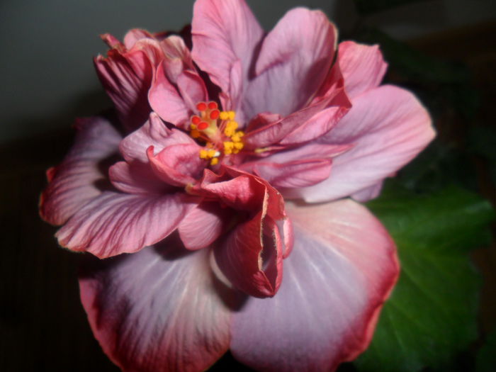 SAM_5302 - hibiscusi 2015-2