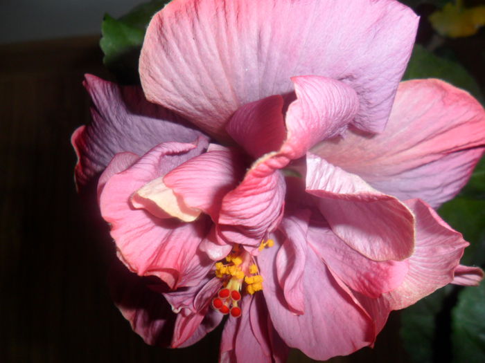 SAM_5305 - hibiscusi 2015-2