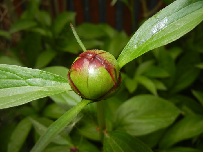 Peony. Bujor (2015, April 30) - BUJORI_Peony Paeonia