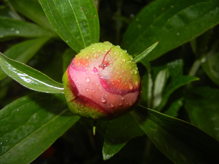 Peony. Bujor (2015, May 07) - BUJORI_Peony Paeonia