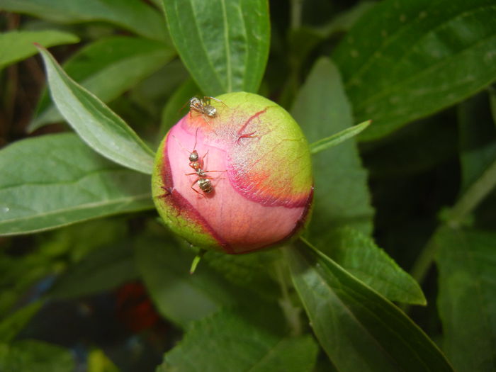 Peony. Bujor (2015, May 08) - BUJORI_Peony Paeonia