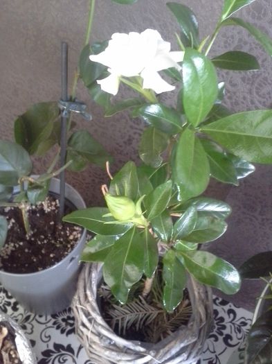 20150524_065720 - Gardenia