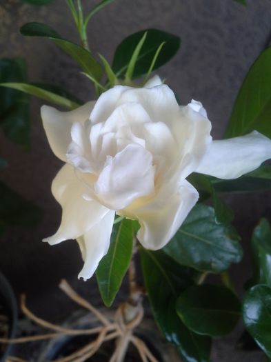 20150524_095438 - Gardenia