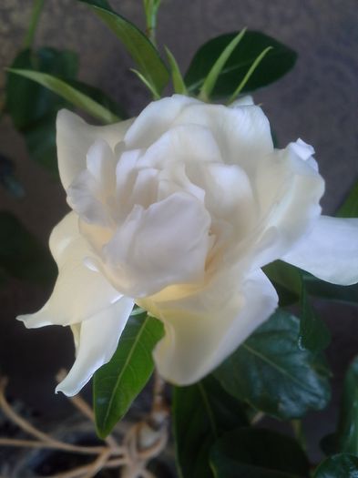 20150524_095449 - Gardenia