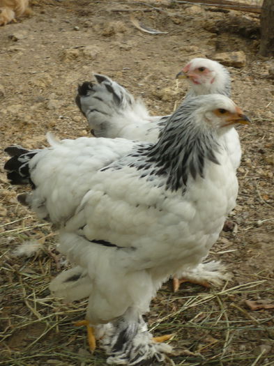 P1200373
