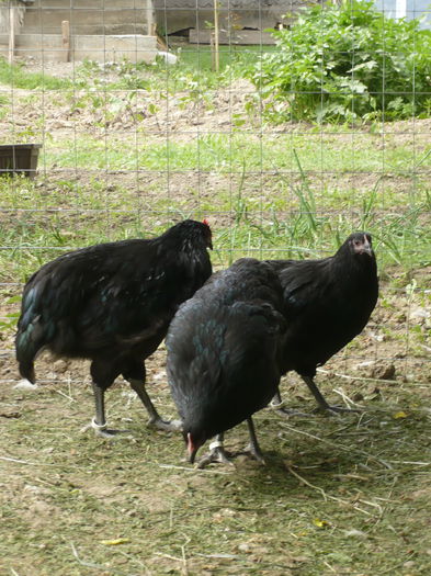 P1200374