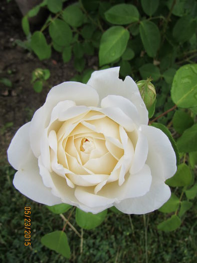 Glamis Castle