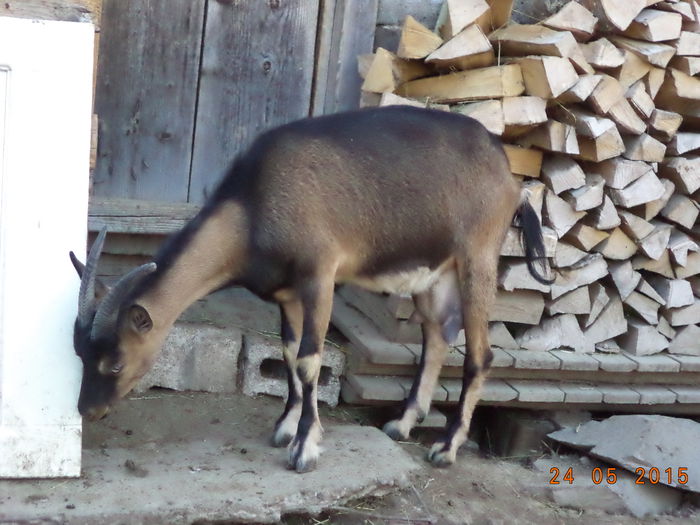 Au pulpele colorate-3