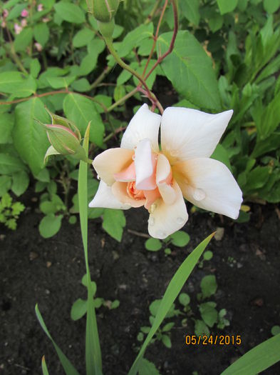 Perle d'Or