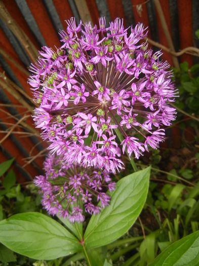 Allium Purple Sensation (2015, May 11) - Allium aflatunense Purple