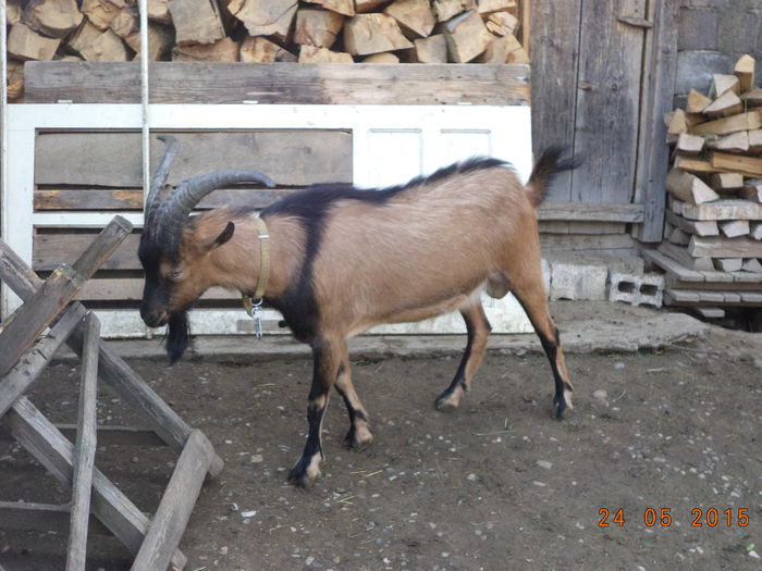 Cezar il mananca coarnele-54