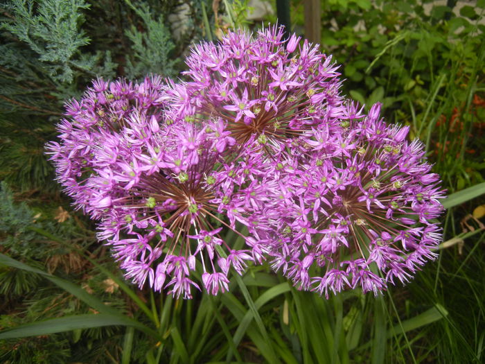 Allium Purple Sensation (2015, May 11) - Allium aflatunense Purple