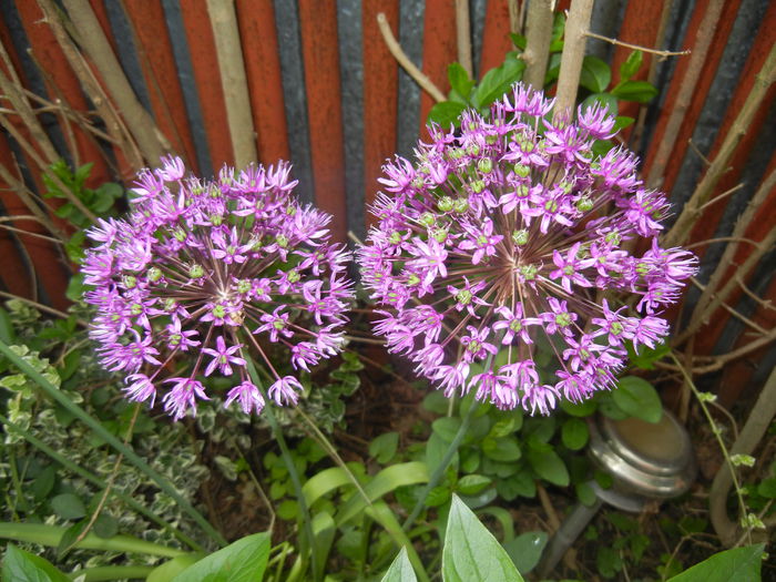 Allium Purple Sensation (2015, May 11) - Allium aflatunense Purple