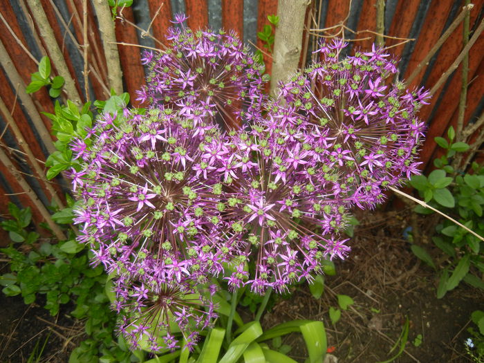 Allium Purple Sensation (2015, May 11) - Allium aflatunense Purple