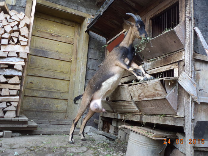 Negruta la iepurasi-6