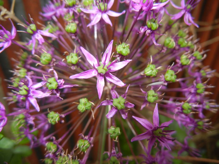 Allium Purple Sensation (2015, May 11) - Allium aflatunense Purple