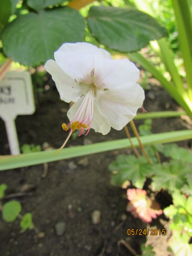 Geranium Cantabrigiense Saint'Ola - primavara 2015