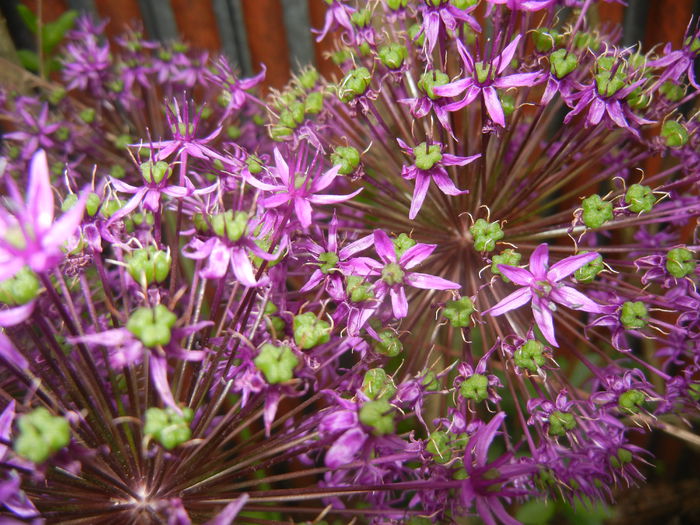 Allium Purple Sensation (2015, May 11) - Allium aflatunense Purple