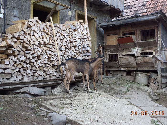 Prin curte la joaca-7v