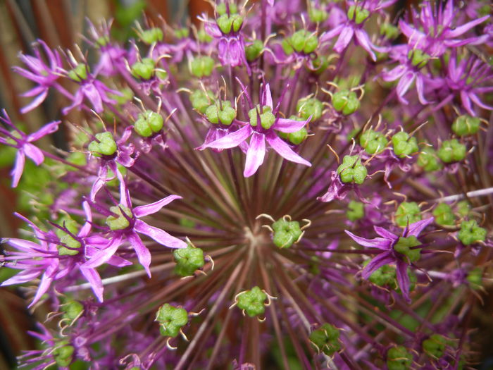 Allium Purple Sensation (2015, May 11) - Allium aflatunense Purple
