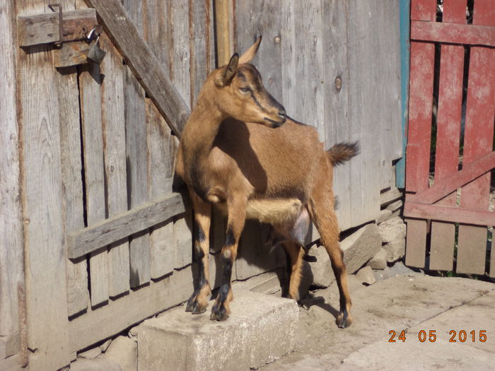 Caprioara la soare-8v4