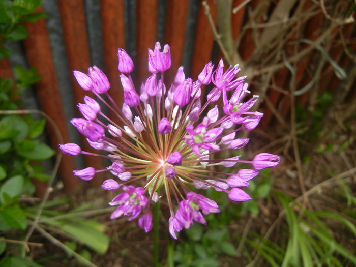 Allium Purple Sensation (2015, May 11) - Allium aflatunense Purple