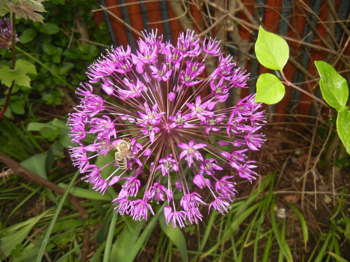 Allium Purple Sensation (2015, May 11) - Allium aflatunense Purple